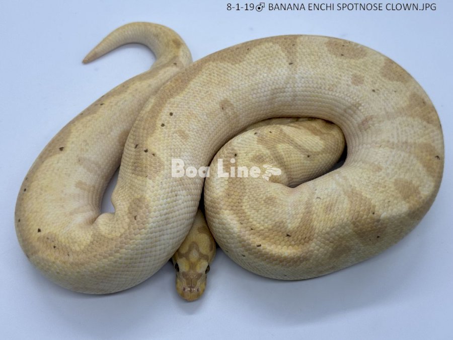 BANANA ENCHI SPOTNOSE CLOWN